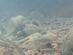 Luxilus chrysocephalus