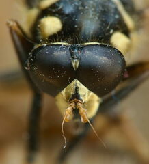 Temnostoma vespiforme