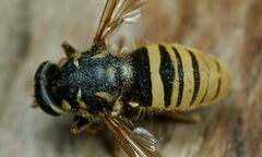 Temnostoma vespiforme