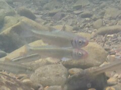 Luxilus chrysocephalus