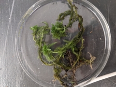Sphagnum torreyanum