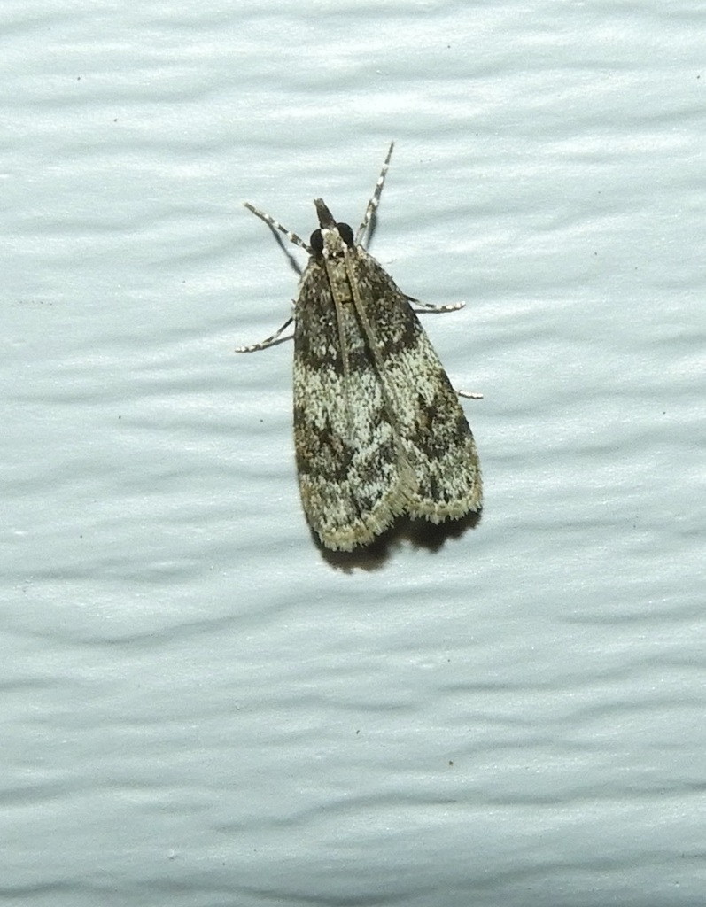 Sooty Scoparia Moth