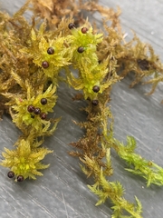 Sphagnum contortum