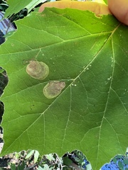 Ectoedemia platanella