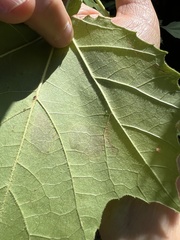 Ectoedemia platanella