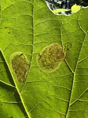 Ectoedemia platanella