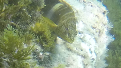 Serranus papilionaceus