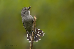 Thamnophilus ambiguus