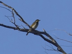 Gavicalis fasciogularis