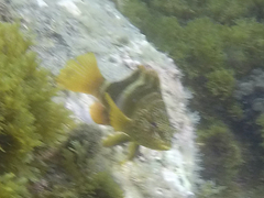 Serranus papilionaceus