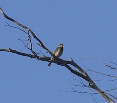 Gavicalis fasciogularis