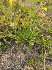 Oenothera elata hookeri