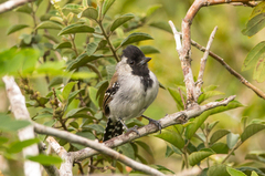 Sakesphoroides cristatus