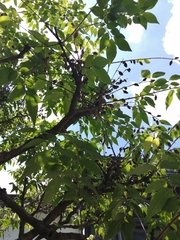 Chimonanthus praecox