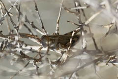 Aeoloplides californicus