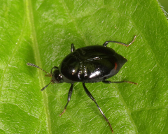 Scaphidium