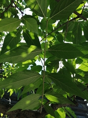 Chimonanthus praecox