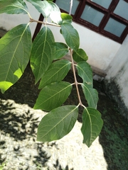 Chimonanthus praecox