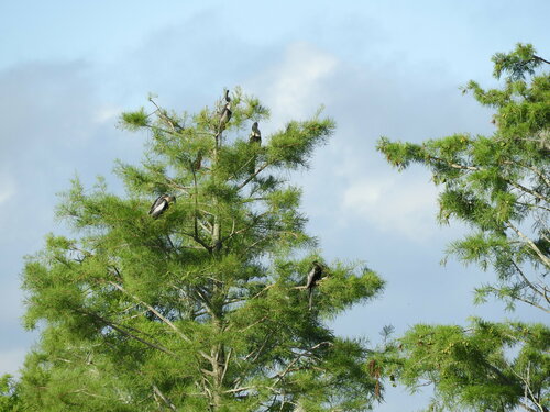 Taxodium ascendens, photographed by an iNaturalist contributor