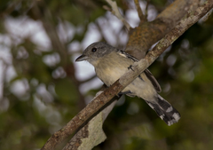 Thamnophilus pelzelni