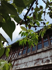 Chimonanthus praecox