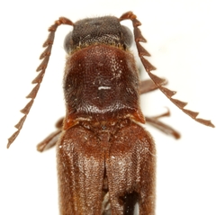 Selonodon