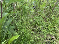 Dichanthelium lucidum