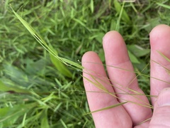 Dichanthelium lucidum