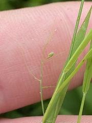 Dichanthelium lucidum
