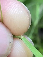 Dichanthelium lucidum