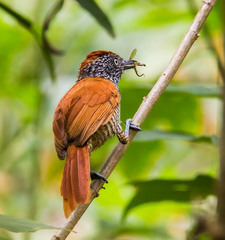 Thamnophilus palliatus