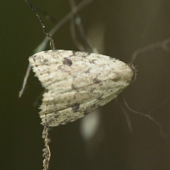 Anachrostis nigripunctalis
