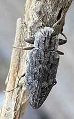 Chrysobothris dentipes