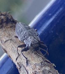 Chrysobothris dentipes