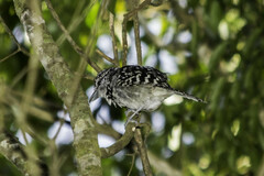 Hypoedaleus guttatus