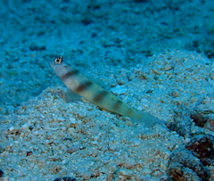 Amblyeleotris steinitzi