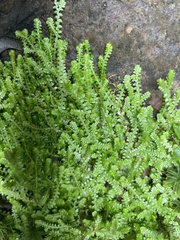 Selaginella apoda