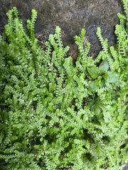 Selaginella apoda
