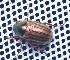 Anomala viridicostata