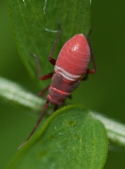 Lopidea instabilis