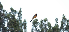 Icterus cucullatus