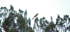 Icterus cucullatus