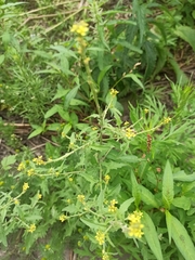 Sisymbrium officinale