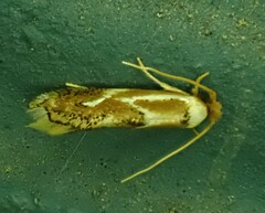 Philonome clemensella