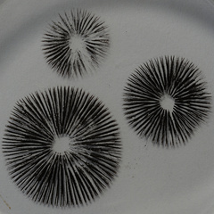 Panaeolus subbalteatus