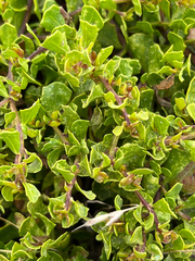 Baccharis pilularis pilularis