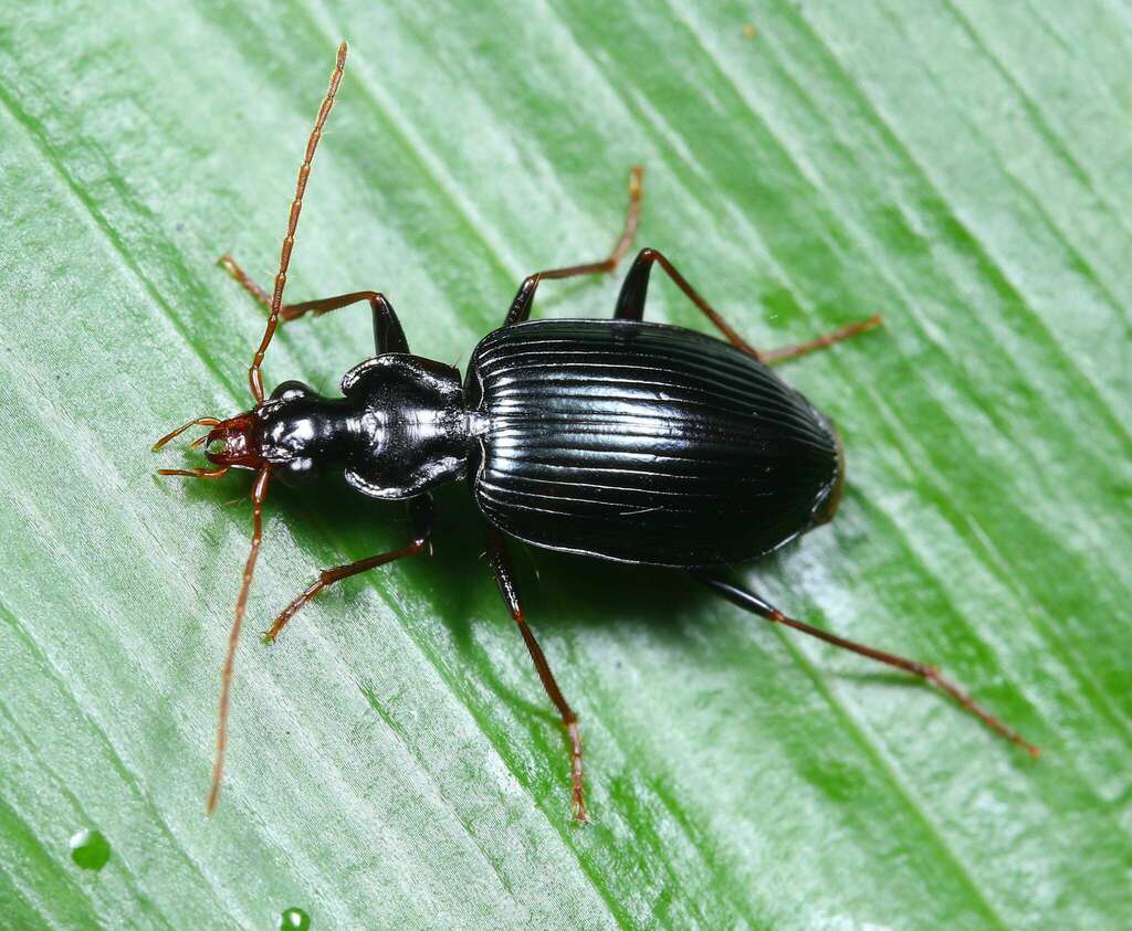 Colpodes