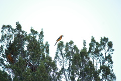 Icterus cucullatus