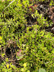 Baccharis pilularis pilularis