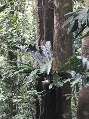 Asplenium australasicum
